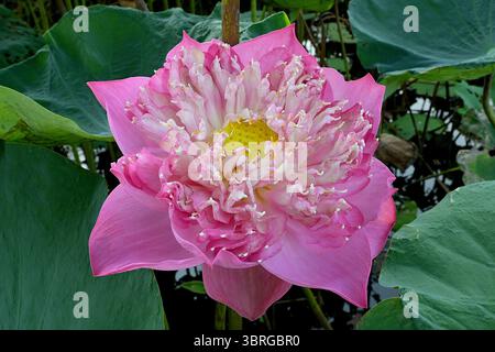 Gros plan d'une fleur de lotus indien hybride thaïlandais rouge vif en fleurs avec une coupe de fruits et de graines en développement Banque D'Images