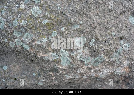Une vue rapprochée montrant le lichen vibrant sur une surface rocheuse accidentée. Banque D'Images