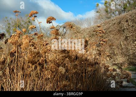 Les fleurs sauvages dorées se dressent haut contre un ciel bleu vif, capturant la tranquillité. Banque D'Images