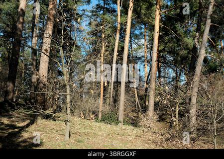 La lumière du soleil traverse de grands pins, illuminant une zone boisée sereine. Banque D'Images