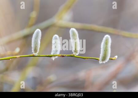 La nature se réveille au printemps. Brindilles de saule en fleurs et chatons de saule à fourrure, appelés phoques ou chats. Dimanche des palmiers. Saule houx, Salix caprea Banque D'Images