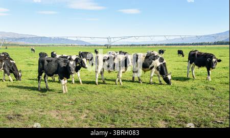 Pâturage du bétail sur les prairies vertes. Système d'irrigation par arrosage agricole en arrière-plan. Otago. Île du Sud. Banque D'Images