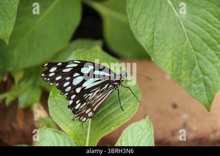 Un papillon tropical noir et blanc reposant sur une feuille. Banque D'Images