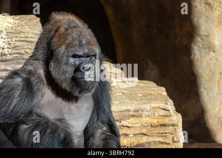 Puissant gorille des plaines occidentales assis paisiblement, profitant de la lumière du soleil filtrant à travers la grotte, mettant en valeur son physique impressionnant et son dem tranquille Banque D'Images