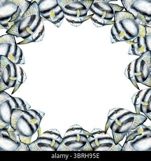 Cadre carré avec des poissons tropicaux rayés noir et blanc vivant sur les récifs coralliens. Modèle d'illustration d'aquarelle dans des couleurs neutres sur fond blanc Banque D'Images