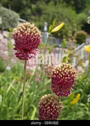 Gros plan des graines rouges d'Allium sphaerocephalon montrant la texture naturelle et la structure botanique. Idéal pour le jardinage ou les thèmes scientifiques. Banque D'Images