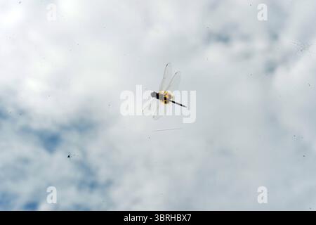 Siliguri, Bengale occidental, Inde. 13 juillet 2025. Un Grasshopper est vu comme il est photographié à Siliguri. (Crédit image : © Diptendu Dutta/ZUMA Press Wire) USAGE ÉDITORIAL SEULEMENT ! Non destiné à UN USAGE commercial ! Banque D'Images