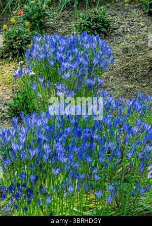 Lance d'Ithuriel, Triteleia laxa, une fleur sauvage vivace de la famille des lys Banque D'Images