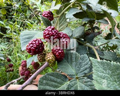 Mûres mûres sur la vigne dans le jardin Banque D'Images