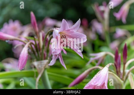 Lys roses après la pluie. Les gouttes de pluie s'accrochent aux pétales de lys roses doux, donnant à la fleur en fleurs un aspect frais et rosée. L'arrière-plan s'estompe dans un bl rêveur Banque D'Images
