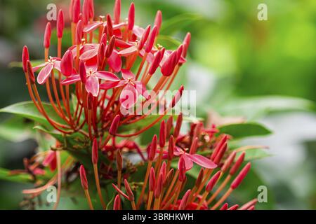 Gros plan de fleurs rouges ixora en fleurs devant le fond de feuillage vert flou au printemps Banque D'Images