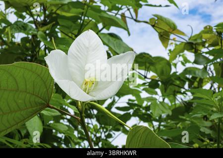 Fleur d'arbre d'orchidée blanche enneigée en fleurs et feuilles vertes avec ciel bleu et nuages blancs en arrière-plan Banque D'Images