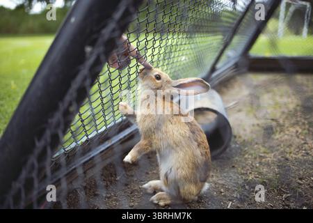 BEST Friends lapin lapin dans la grange à lapin lapin lapin lapin de Pâques au printemps Banque D'Images