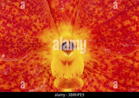 Gros plan extrême de fleur d'orchidée hybride Ascocentrum orange en fleurs avec texture de pétales en asie tropicale du sud-est Banque D'Images