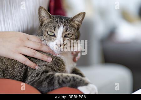 Chat amoureux de la main femelle caressant son beau chat confortable rester à la maison avec chat ami Animal Lover. Chat mignon. Amour ami l'amitié à la maison humaine Anima Banque D'Images