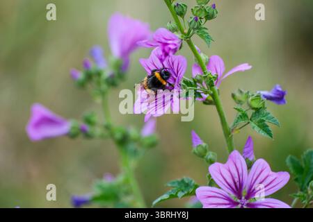 Düsseldorf 13.07.2025 Biene Wildbiene westliche europäische Honigbiene Bienvolk sammelt pollen Nektar Bienenbrot Blütenstaub Balkon Balkonpflanze Balkonkasten Blumenkasten Nützling Honig Giftstachel Flügel Insektenflügel Honigbiene Stachel Varroa-Krankheit Varroamilbe Varroa-Milbe Stiefmütterchen Bestäubung Düsseldorf Pestizide industrielle Landwirtschaft Monokultur Neonikotinoide Insektenschutz Insek 2025 Banque D'Images