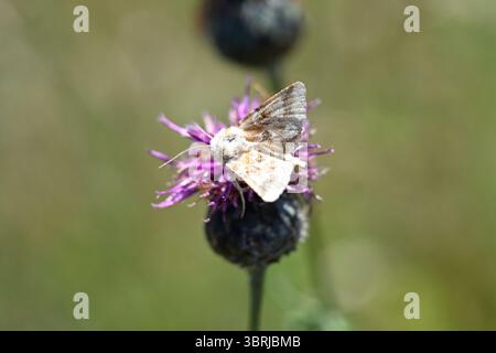 Teigne du saumon sombre ou Eremobia ochroleuca sur Centaurea scabiosa ou Greater Knapweed UK juillet Banque D'Images