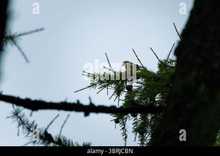 Bec-croisé rouge (Loxia curvirostra) un petit oiseau passereau sur un arbre Banque D'Images