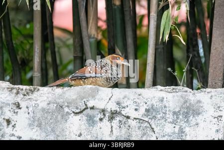 Un rire tacheté perché au sommet d'une branche d'arbre sur les contreforts de la zone de tigre colline à la périphérie de Darjeeling, Bengale occidental Banque D'Images