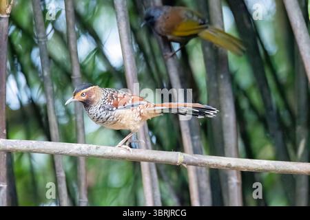 Un rire tacheté perché au sommet d'une branche d'arbre sur les contreforts de la zone de tigre colline à la périphérie de Darjeeling, Bengale occidental Banque D'Images