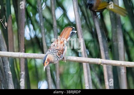 Un rire tacheté perché au sommet d'une branche d'arbre sur les contreforts de la zone de tigre colline à la périphérie de Darjeeling, Bengale occidental Banque D'Images