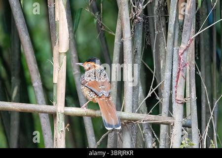 Un rire tacheté perché au sommet d'une branche d'arbre sur les contreforts de la zone de tigre colline à la périphérie de Darjeeling, Bengale occidental Banque D'Images