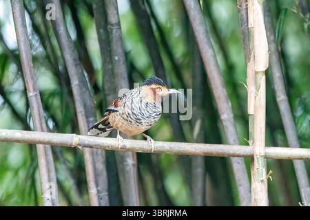 Un rire tacheté perché au sommet d'une branche d'arbre sur les contreforts de la zone de tigre colline à la périphérie de Darjeeling, Bengale occidental Banque D'Images
