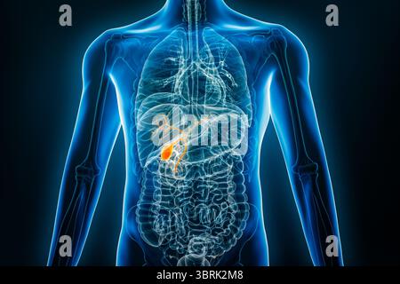 Vue antérieure ou frontale de la vésicule biliaire humaine en 3D avec contours du corps masculin. Anatomie, organe du système digestif, médical, biol Banque D'Images