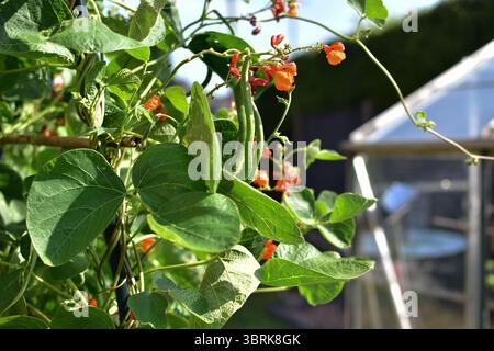 Gros plan de Runner beans - Scarlet Emperor avec des gousses de fleurs et de haricots. Banque D'Images