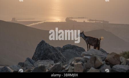 Vue cinématique au coucher du soleil de la chèvre sauvage debout sur Mountain Ridge Banque D'Images