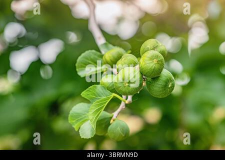 Gros plan de figues vertes non mûres poussant sur une branche d'un figuier aux feuilles vertes, baignées de lumière douce du soleil, pendant une journée de printemps ensoleillée Banque D'Images