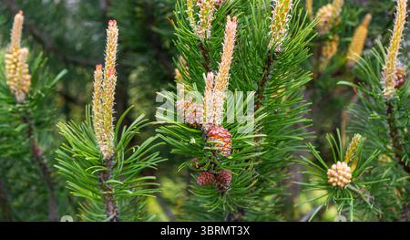 Pin commun, une branche avec des cônes sur un fond naturel Banque D'Images