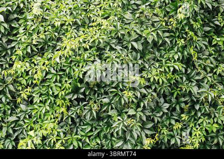 Mur vert de feuilles de lierre. Feuillage dense avec texture naturelle luxuriante. Fond de plante grimpante. Motif botanique inspiré de la nature. Jardin extérieur Banque D'Images