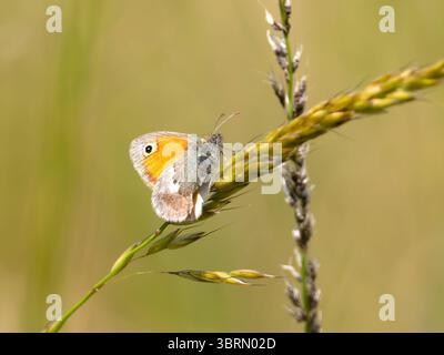 Un petit papillon de bruyère, Coenonympha pamphilus, perché sur une tige d'herbe. Banque D'Images