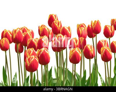 Rangée de tulipes rouge vif avec des bords jaunes frappants isolés sur un fond blanc. Idéal pour les bordures florales, conception de jardin, emballage, com botanique Banque D'Images