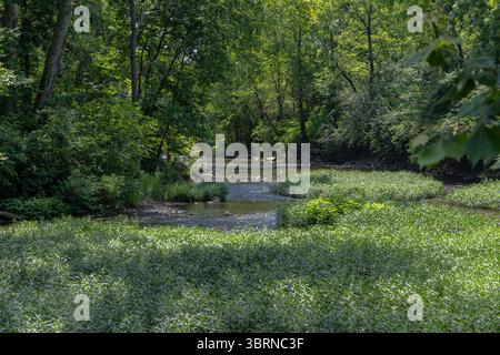 Photo de Big Walnut Creek à Gahanna Ohio pendant l'été près de Creekside Park et Arboretum qui sont des pollinisateurs Banque D'Images