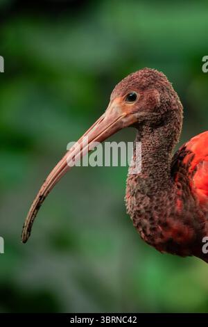 L'ibis écarlate, parfois appelé ibis rouge, est une espèce d'ibis de la famille des Threskiornithidae. Il habite l'Amérique du Sud tropicale et une partie de Banque D'Images