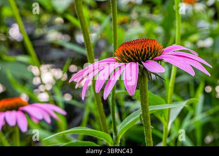 Photo de fleurs de cône et d'échinacées près de Big Walnut Creek à Gahanna Ohio pendant l'été près de Creekside Park et Arboretum qui sont des pollinisateurs Banque D'Images