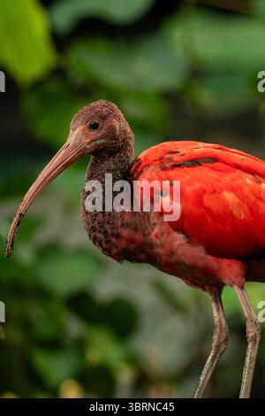 L'ibis écarlate, parfois appelé ibis rouge, est une espèce d'ibis de la famille des Threskiornithidae. Il habite l'Amérique du Sud tropicale et une partie de Banque D'Images