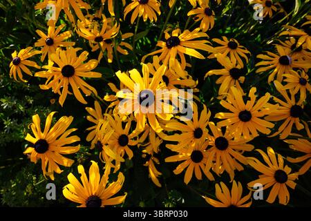 Masse de fleurs de susan aux yeux noirs en gros plan avec des pétales jaunes Banque D'Images