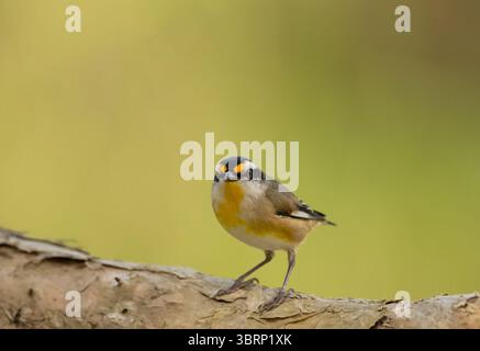 Pardalote strié (Pardalotus striatus) reposant sur une branche d'écorce de papier petit oiseau coloré avec fond isolé. Banque D'Images