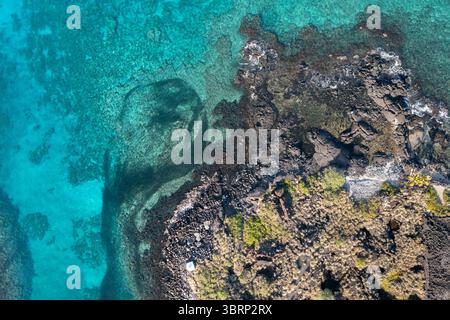 Vue aérienne de l'école d'akule ou de bigeye scad, Selar crumenophthalmus, s'étendant du port de Honokohau au récif extérieur, Kona, Hawaï, États-Unis Banque D'Images