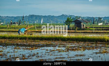 Un plan large présente un paysage rural avec une petite cabane traditionnelle en bois et un tracteur à main couvert dans une rizière partiellement cultivée. Banque D'Images