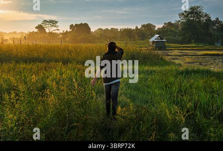Une femme marche dans un champ de riz rosé au lever du soleil, entourée d'herbe dorée et de lumière brumeuse à Samboja, en Indonésie. Banque D'Images