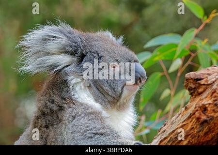 Portrait d'un mignon koala (Phascolarctos cinereus) assis dans un arbre, Australie méridionale Banque D'Images