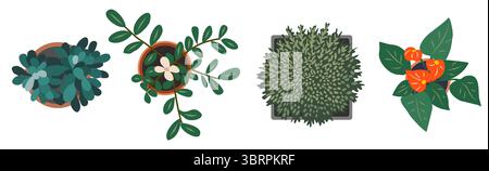 Ensemble de différentes plantes d'intérieur vue de dessus Illustration de Vecteur