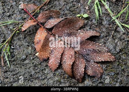 Feuille brune tombée couverte de gouttelettes de rosée étincelantes et couchée dans la boue. Banque D'Images