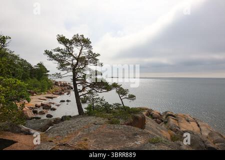 Un pin balayé par le vent se dresse fièrement sur un point de vue rocheux à Ulko-Tammio, façonné par le temps et la mer. Derrière elle, le littoral accidenté et l'horizon. Banque D'Images