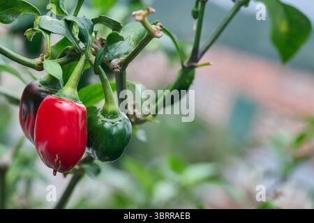 Gros plan des piments rouges et verts poussant sur une plante, mettant en valeur les couleurs et les textures vibrantes de ces fruits épicés Banque D'Images