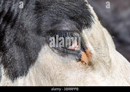 Oeil d'une vache regardant, gros plan d'une laiteuse noire et blanche, regardant calme et tranquille Banque D'Images